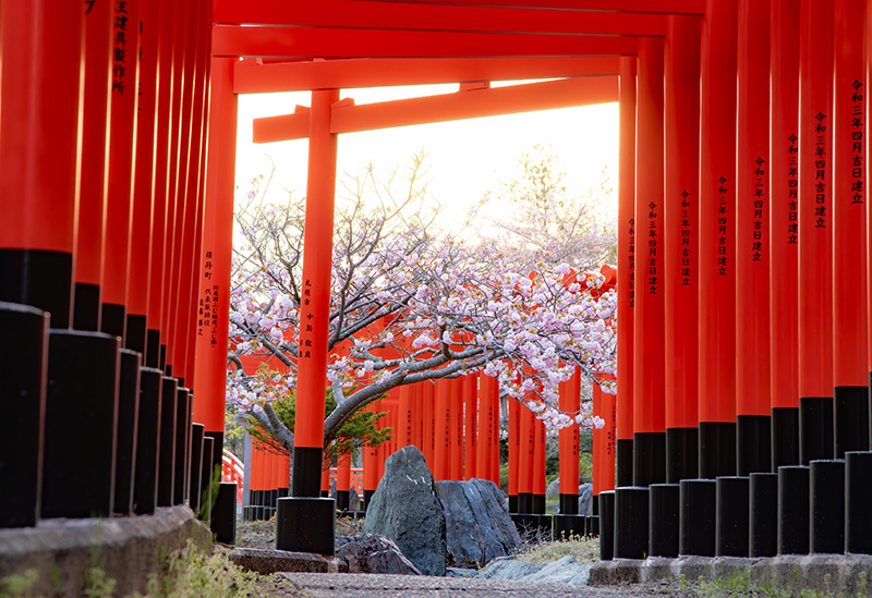 高山稲荷神社＞神様と人をつなぐ朱の道「千本鳥居」｜弘前・五所川原の
