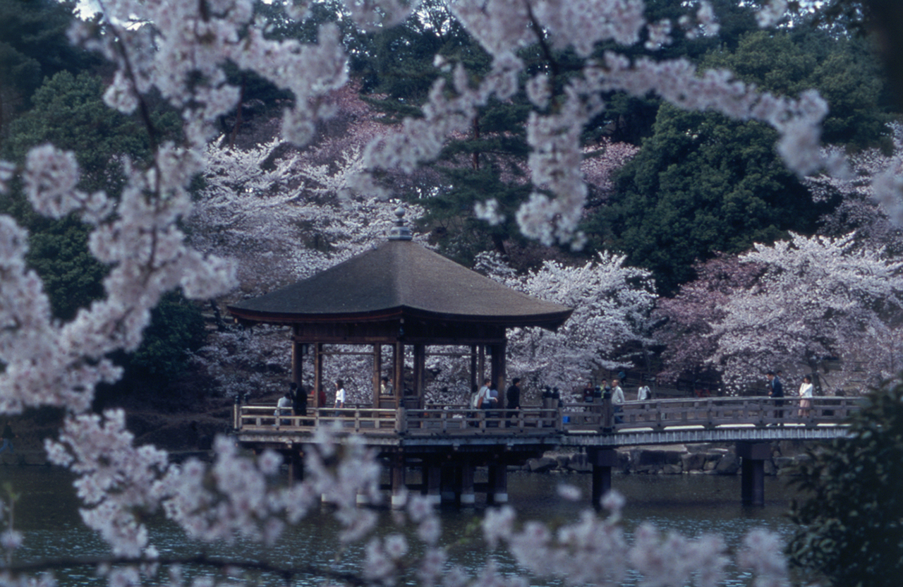 池に散る桜の花びら、一日で表情を変える「奈良公園・浮見堂