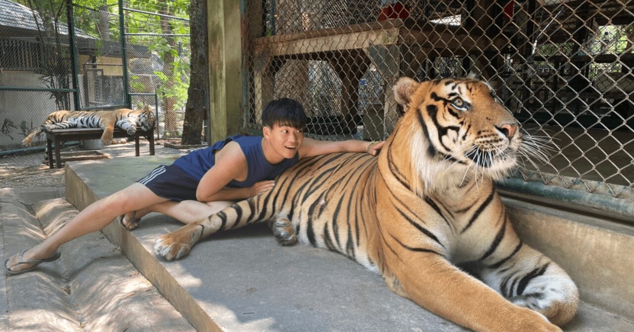 2025年最新版】チェンマイタイガーキングダムへの行き方＆料金：トラと