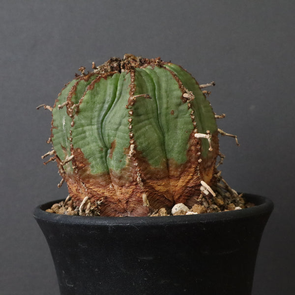 ユーフォルビア – TaiShoDo ONLINE SHOP