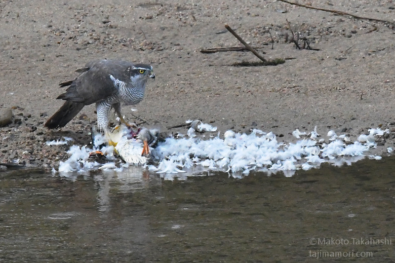 オオタカ、カワアイサを食う – TAJIMANIA Sanctuary