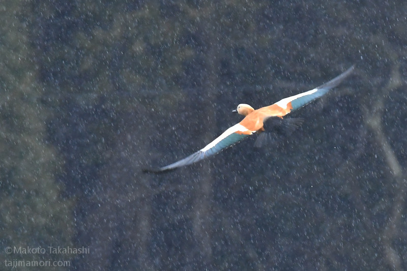 アカツクシガモ53年ぶり – TAJIMANIA Sanctuary