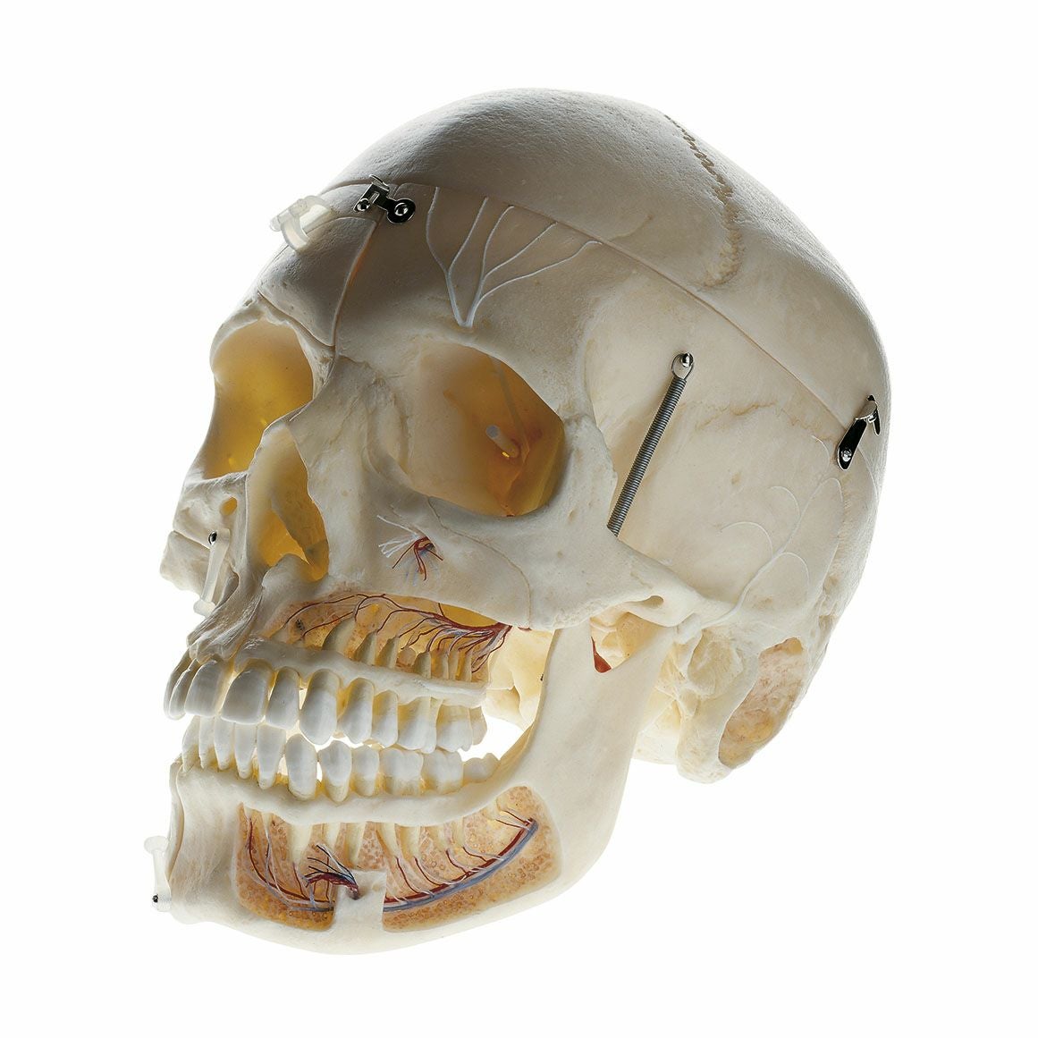 頭蓋骨分解模型 デモンストレーション用 QS8/11 | タカチホメディカル
