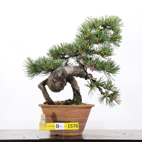 五葉松【B42-1576】 | JA香川県 高松盆栽の郷オンラインストア
