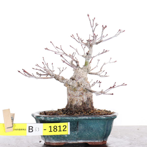 JA香川県 高松盆栽の郷オンラインストア