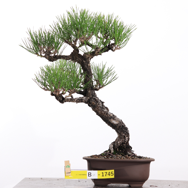黒松【B10-1745】 | JA香川県 高松盆栽の郷オンラインストア