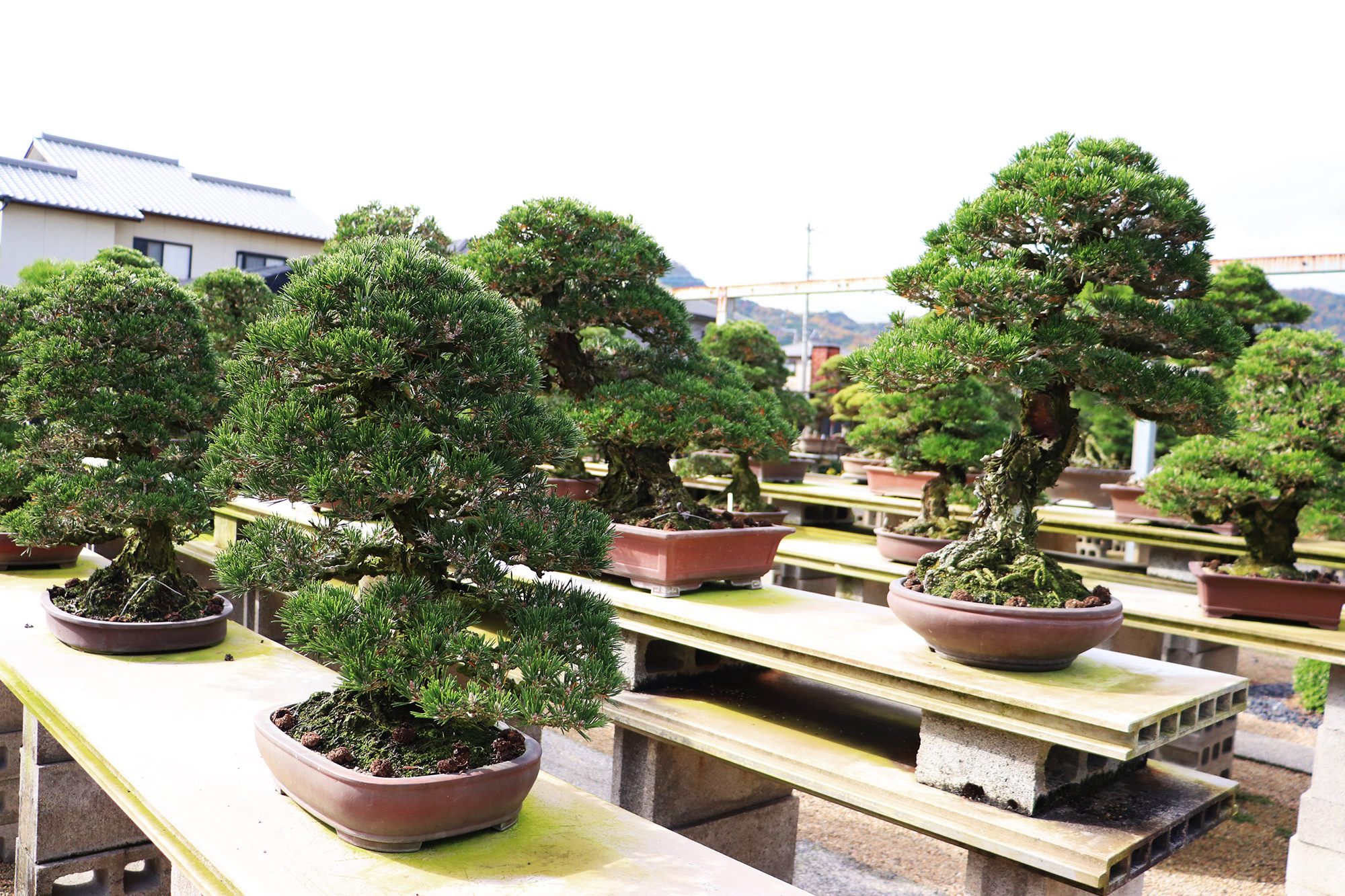 ニュートラルな気持ちで「今」盆栽に向き合う「中西珍松園」 | 高松盆栽
