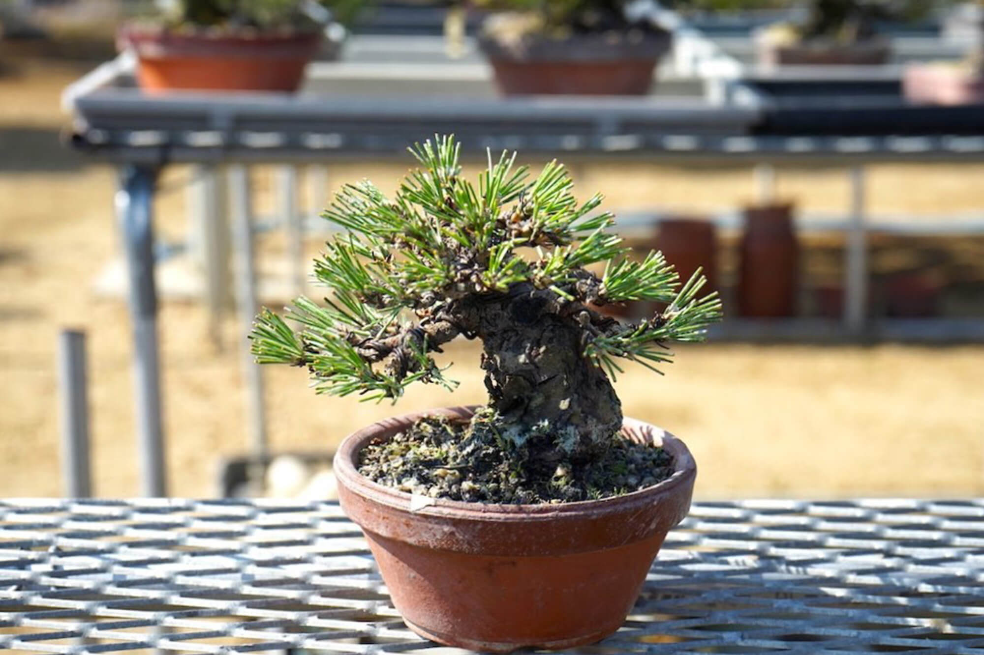 お客さんの視点に立った盆栽づくりを「はるちゃん盆栽」 | 高松盆栽