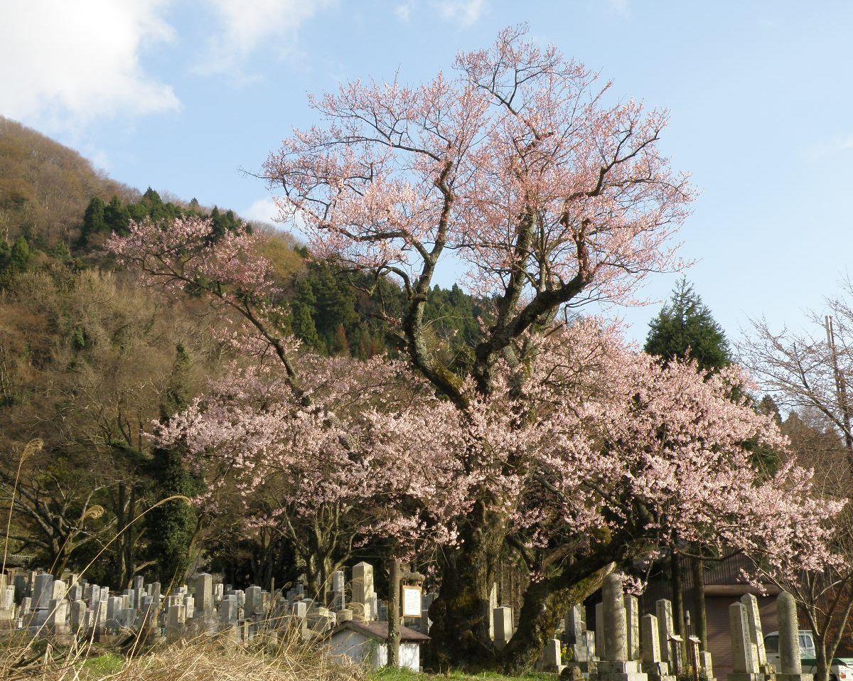 清水の桜 | びわ湖高島観光ガイド