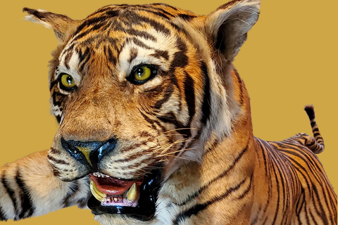 虎・熊の剥製をお売りします。フルリフォーム済み、価格商談可能！