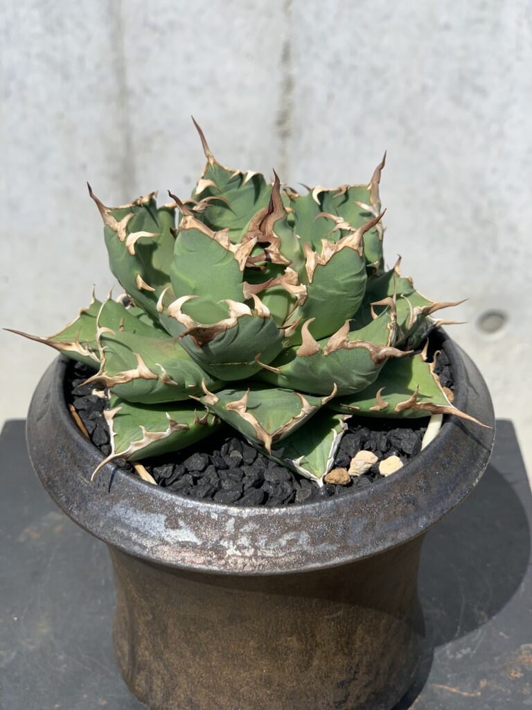 アガベ姫厳竜の魅力・育て方【保存版】｜初心者でも簡単！人気のコツと