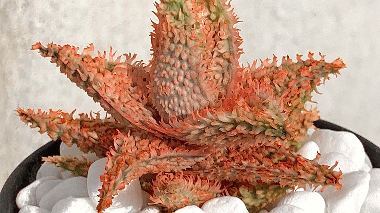 アロエ・テンプラの育て方｜初心者でも失敗しないケアと増やし方を徹底