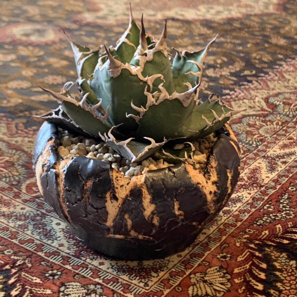 アガベ・チタノタ『凱撒（シーザー）』とは？特徴と育成ポイントを徹底