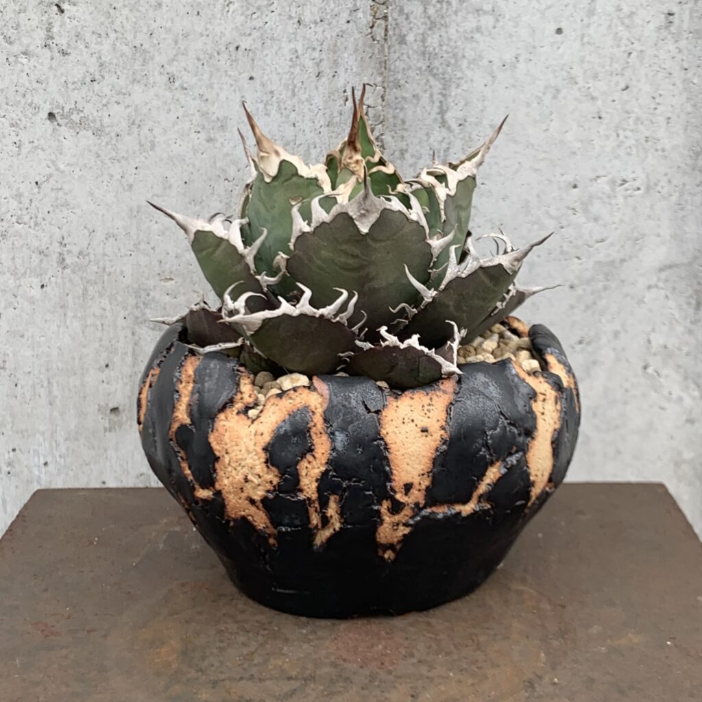 アガベ・チタノタ『凱撒（シーザー）』とは？特徴と育成ポイントを徹底