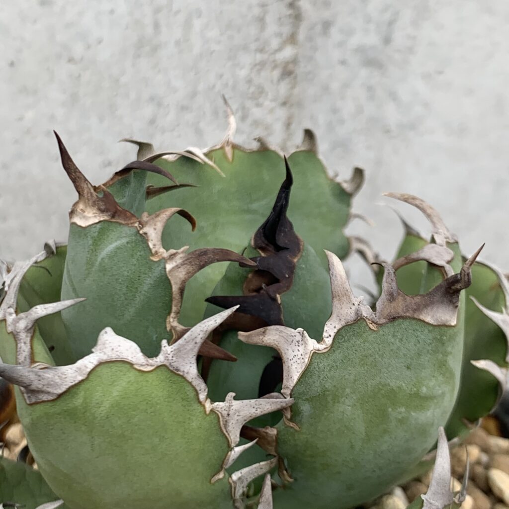 完全ガイド】アガベ チタノタ 'Black Whales'（黒鯨）の特徴・育て方