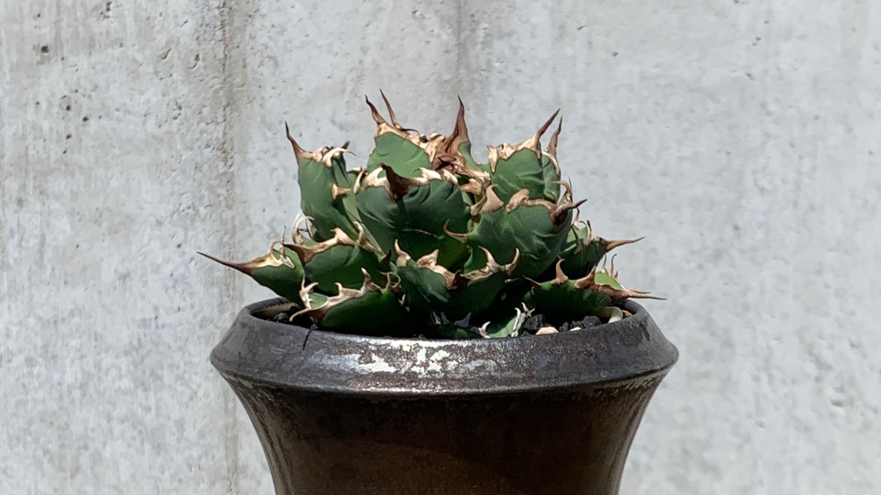 アガベ姫厳竜の魅力・育て方【保存版】｜初心者でも簡単！人気のコツと