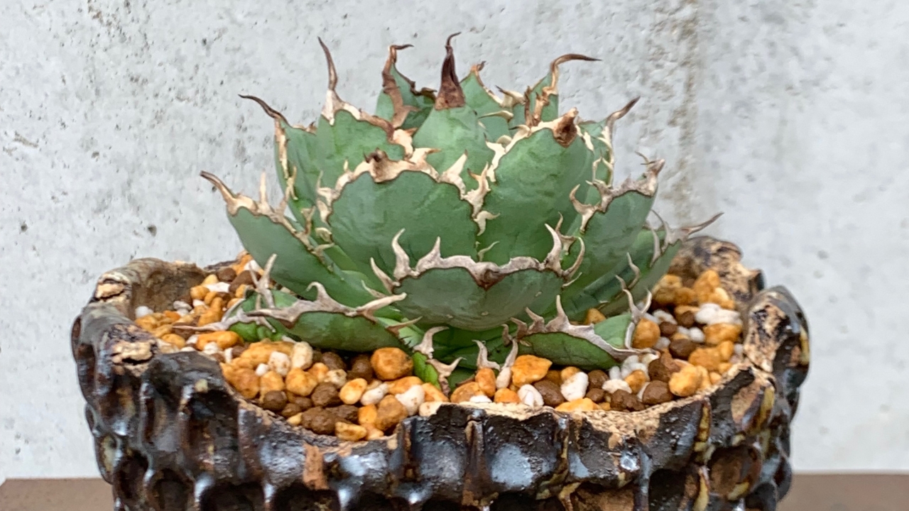 アガベ・チタノタ「フィリグリー」とは？魅力と育て方、他品種との違い