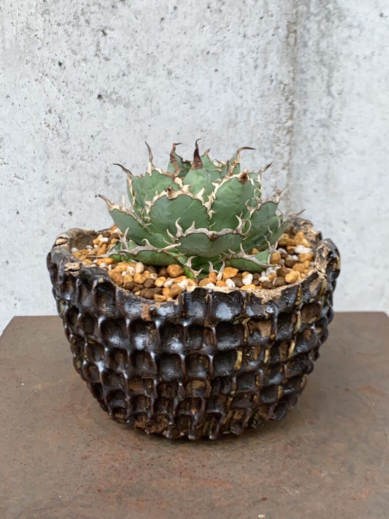 アガベ・チタノタ「フィリグリー」とは？魅力と育て方、他品種との違い