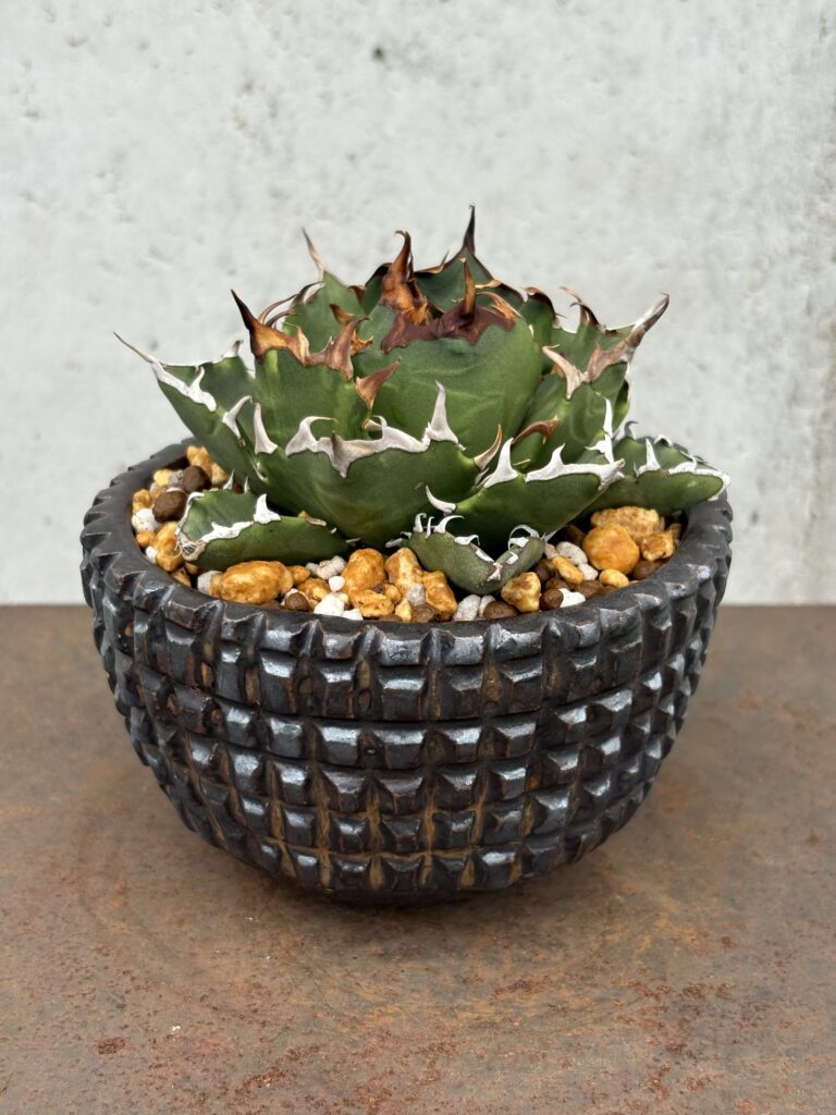 アガベ・チタノタ「鬼爪（Ghost Claw）」とは？別名「雪峰