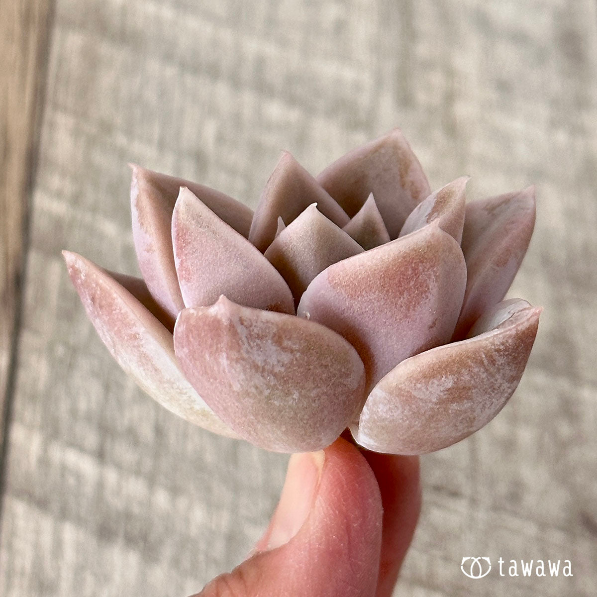 ハリーワトソン – 多肉植物の通販・販売サイト tawawa