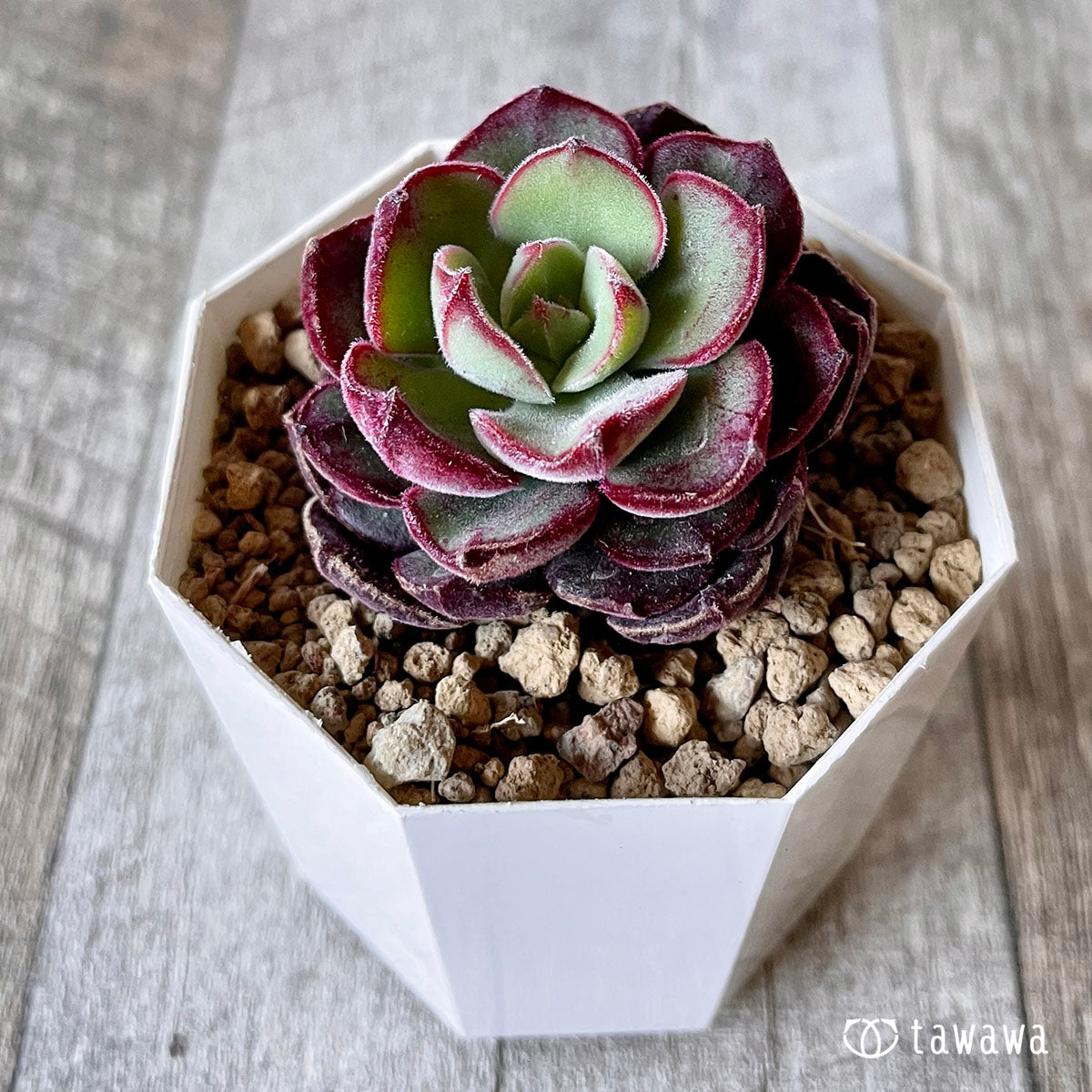 ジョアンダニエル – 多肉植物の通販・販売サイト tawawa