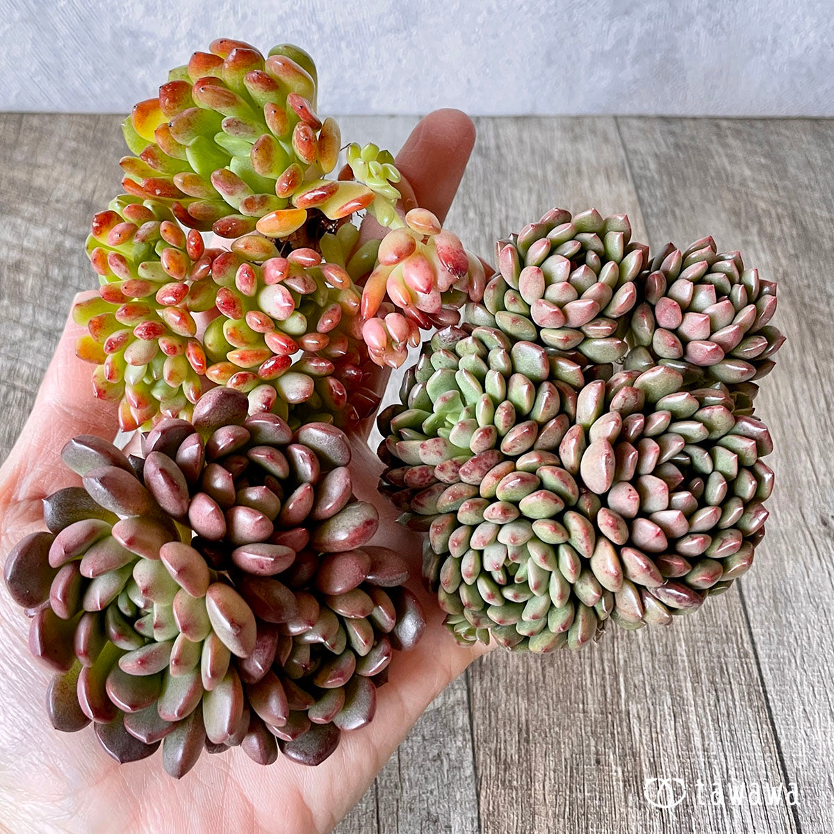 ピンクルルビー – 多肉植物の通販・販売サイト tawawa