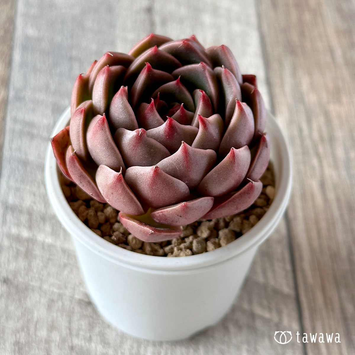 ルドルフ – 多肉植物の通販・販売サイト tawawa