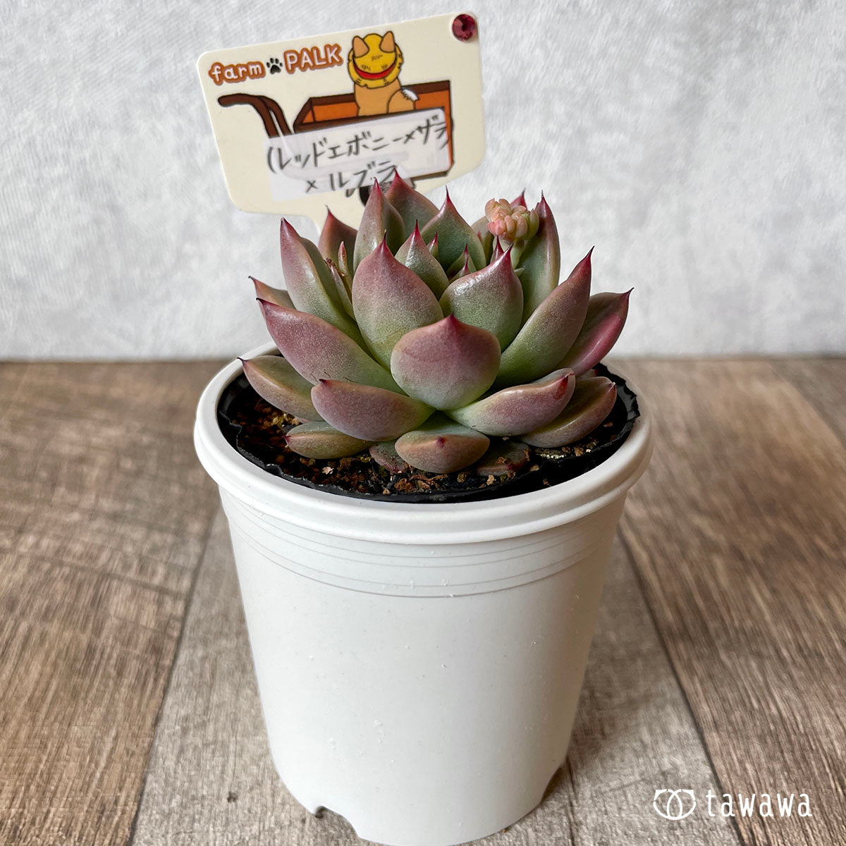ファームパルク苗 – 多肉植物の通販・販売サイト tawawa