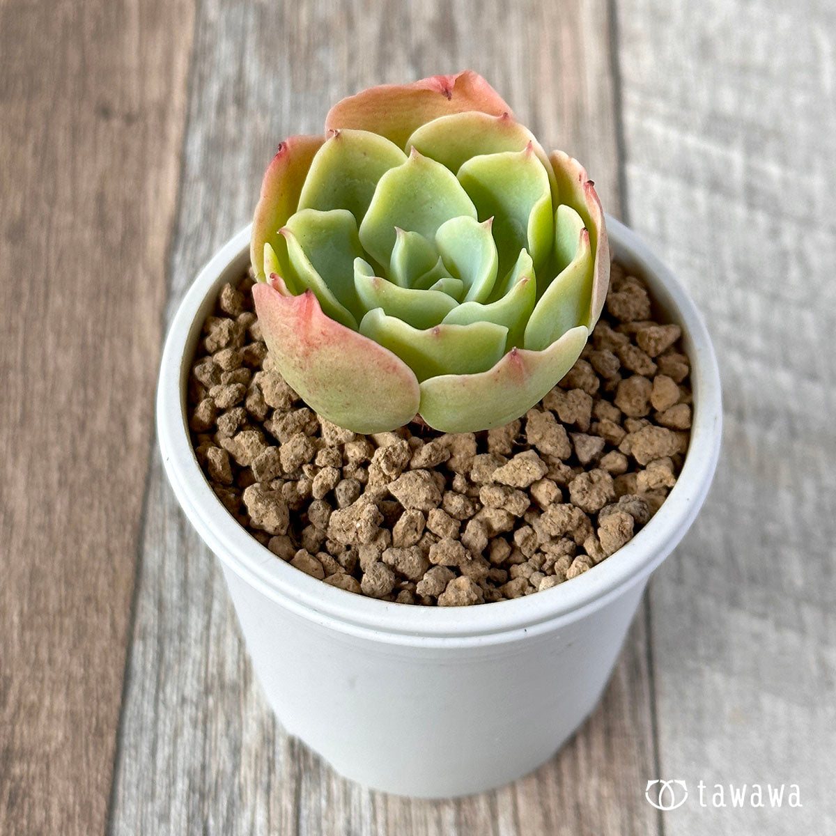 レモンローズ – 多肉植物の通販・販売サイト tawawa