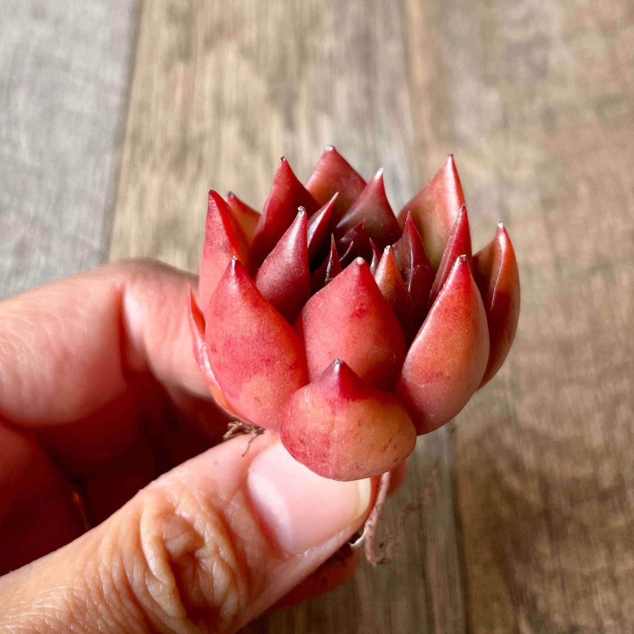 アガボイデス ルブラ – 多肉植物の通販・販売サイト tawawa