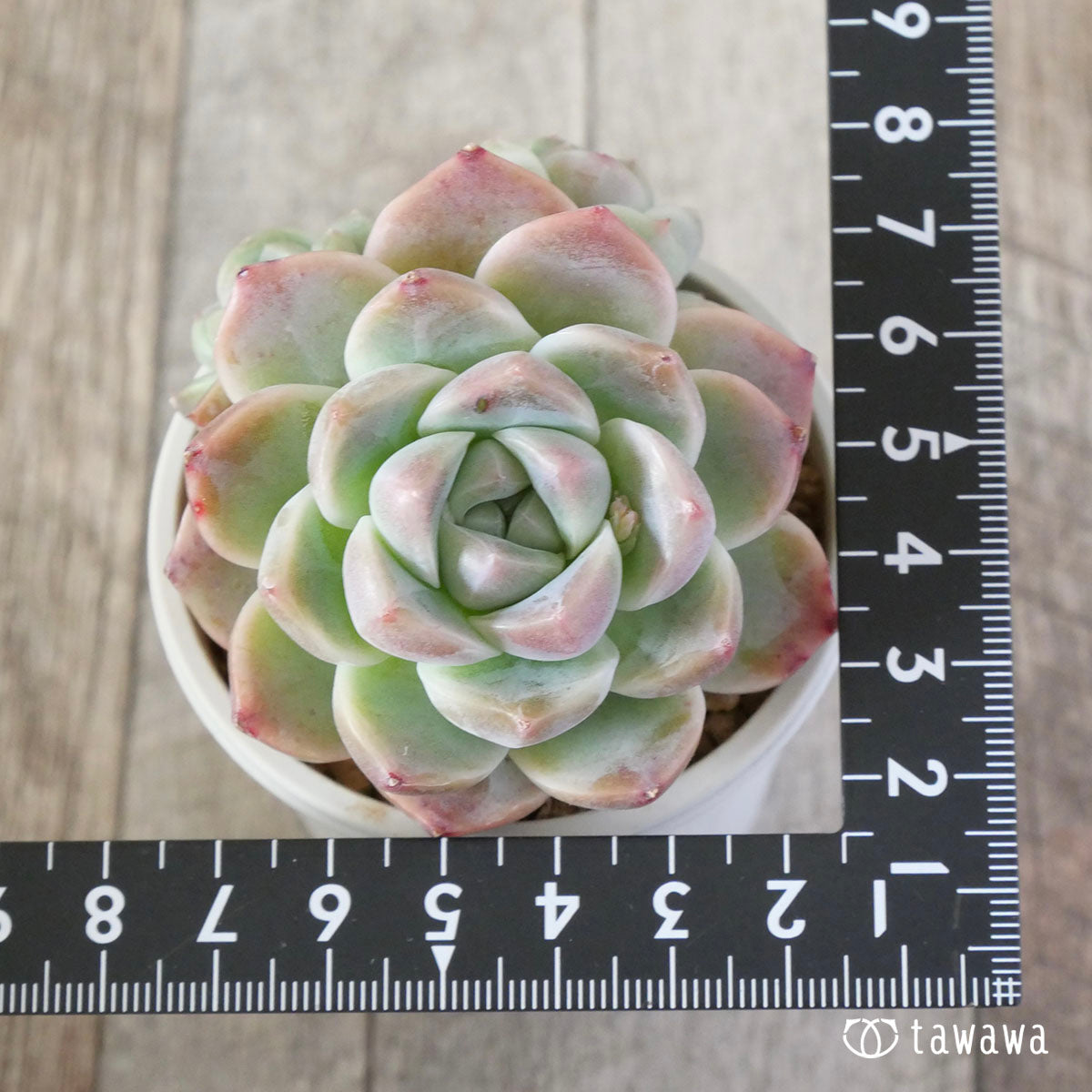 丸葉アルバビューティー – 多肉植物の通販・販売サイト tawawa