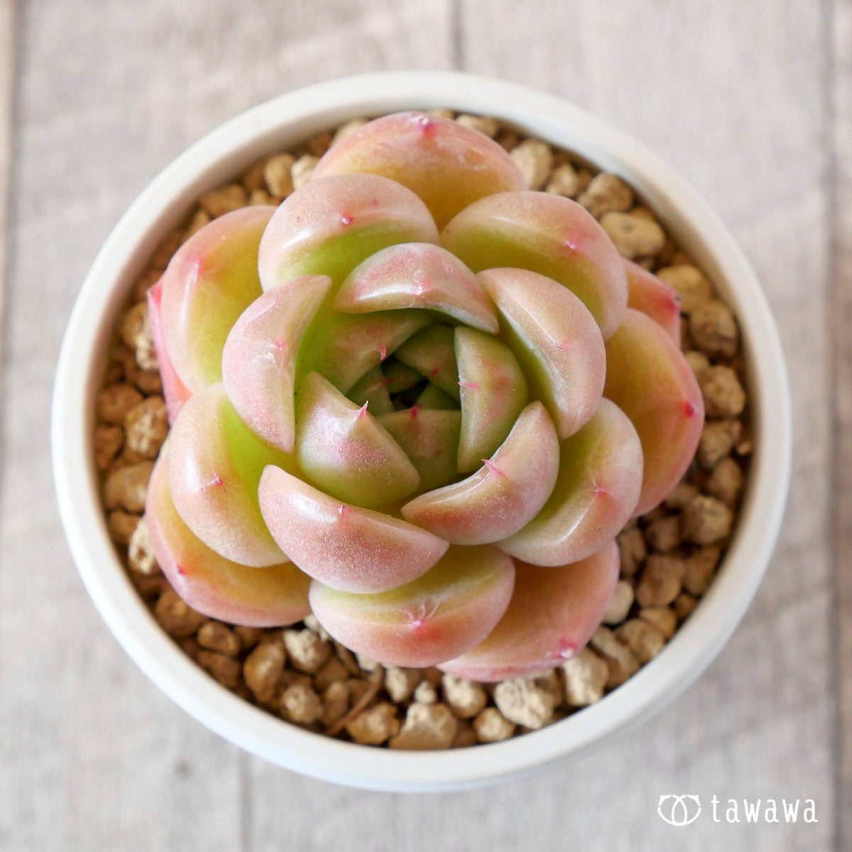 ブラッククイーンhyb選抜種②（花村農園苗） – 多肉植物の通販・販売