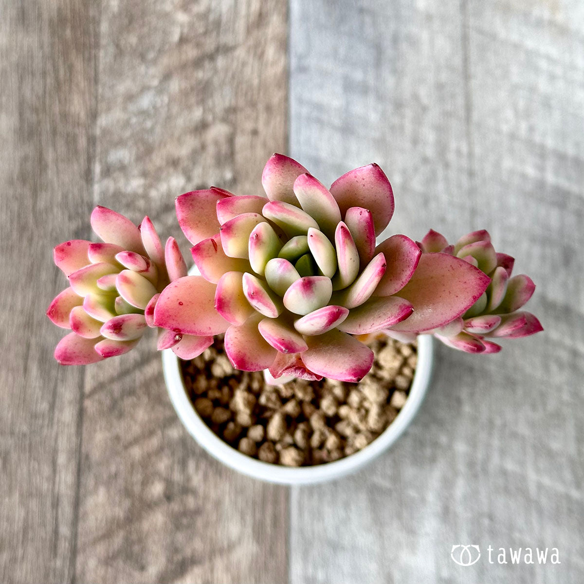 ミニベル錦 – 多肉植物の通販・販売サイト tawawa