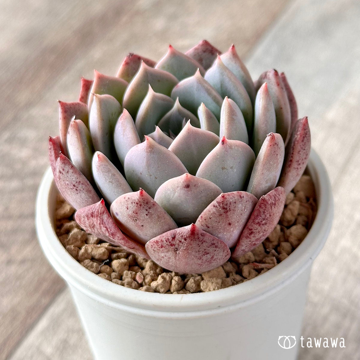 シークレット – 多肉植物の通販・販売サイト tawawa