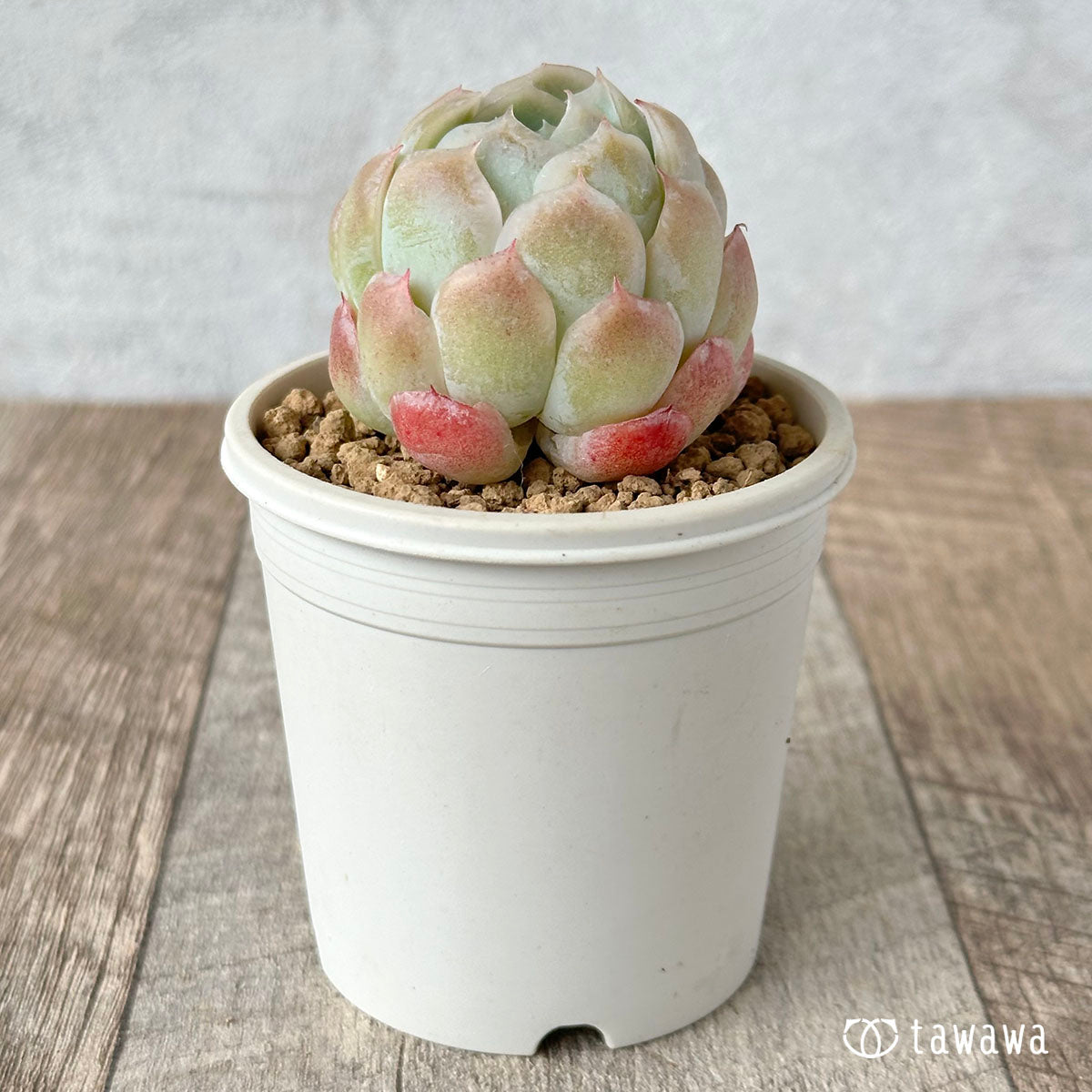 ピンクベリー – 多肉植物の通販・販売サイト tawawa