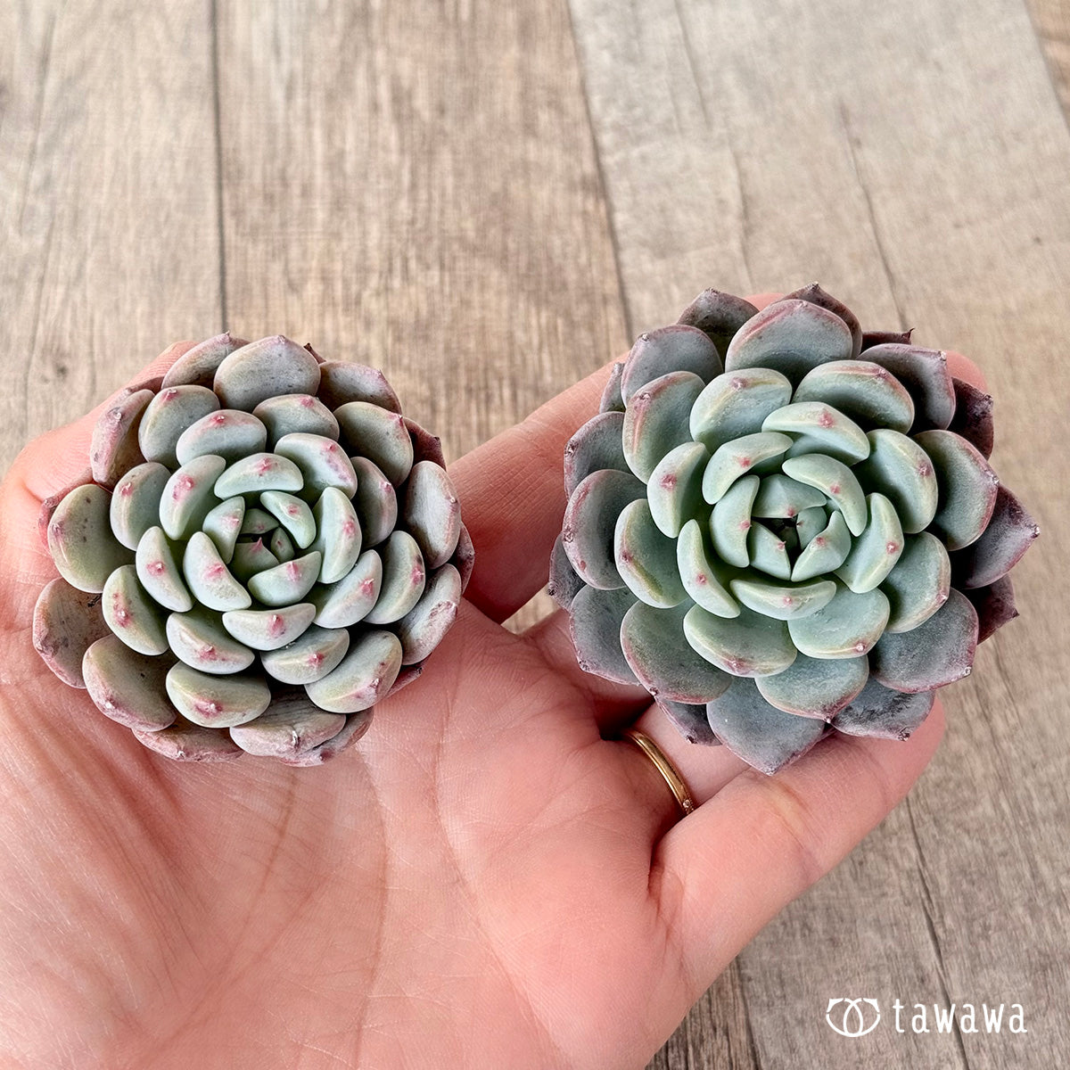 ピーチグラマー（エアーマジック苗） – 多肉植物の通販・販売サイト tawawa