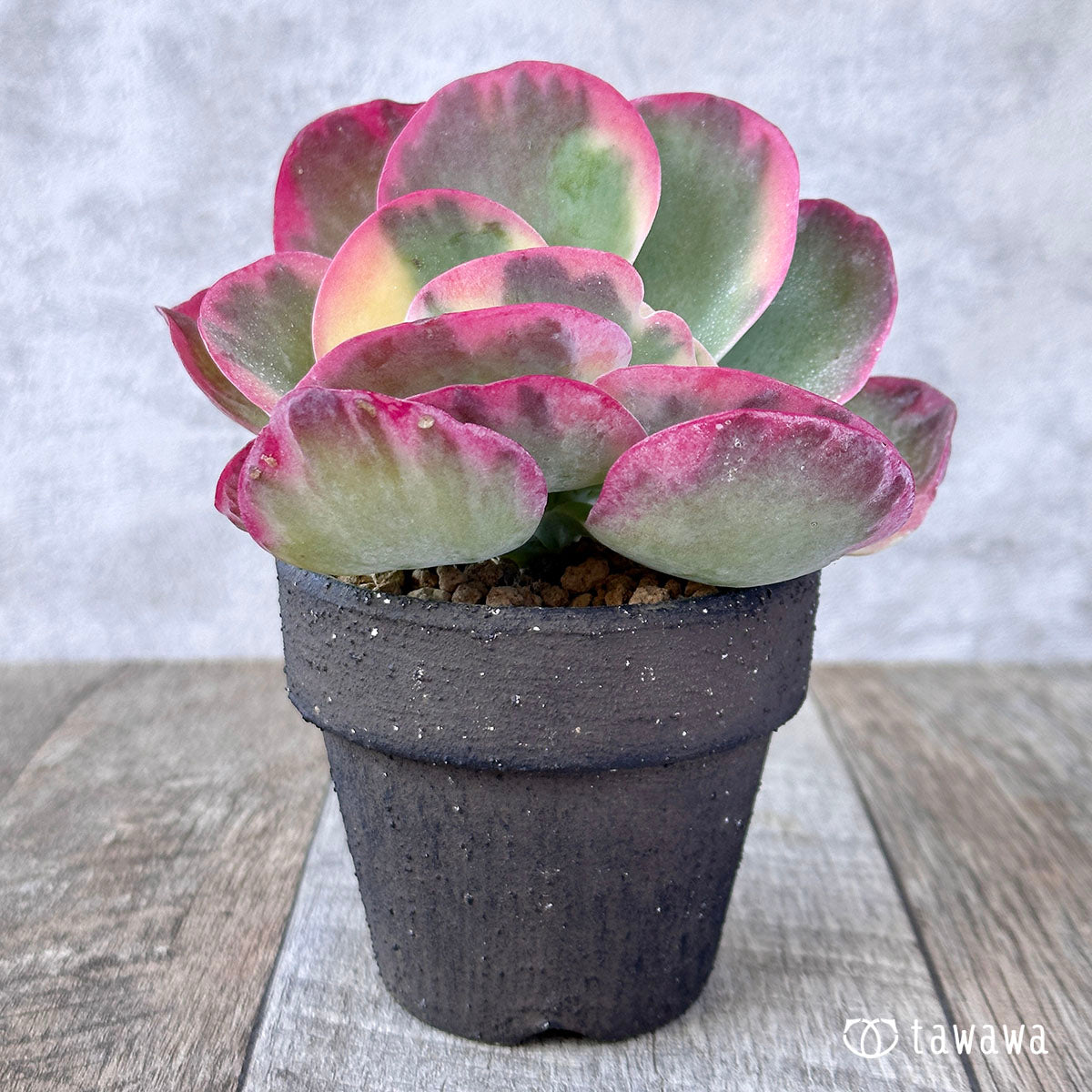 デザートローズ錦 – 多肉植物の通販・販売サイト tawawa