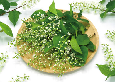 里山の木の実【ウワミズザクラの熟果】〈果実酒用〉 | 天空彩園