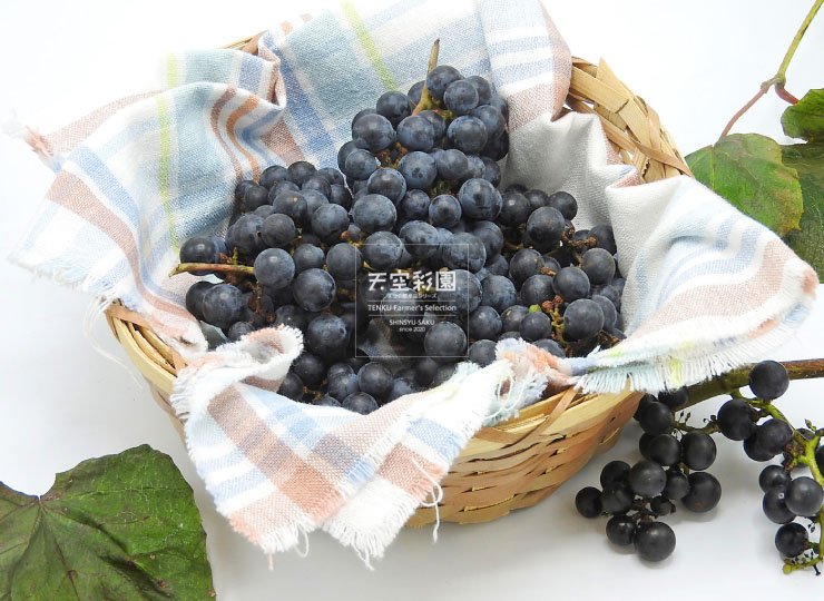 信州佐久産【山葡萄】〈自生種・自然栽培〉 | 天空彩園
