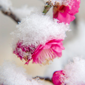 雪消」高品質ラベンダーアメジストエレスチャルブレスレット [ 天然石