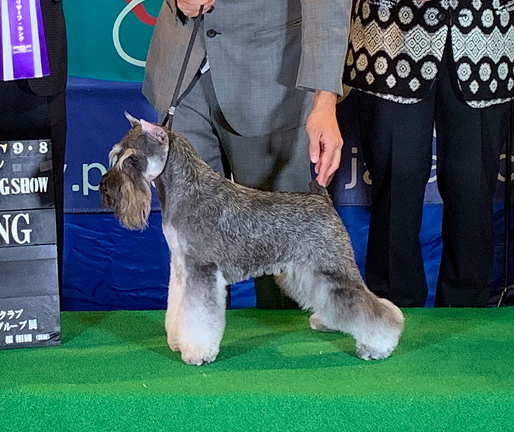TERRIER STYLE by Joker land | ミニチュアシュナウザー専門店 テリア