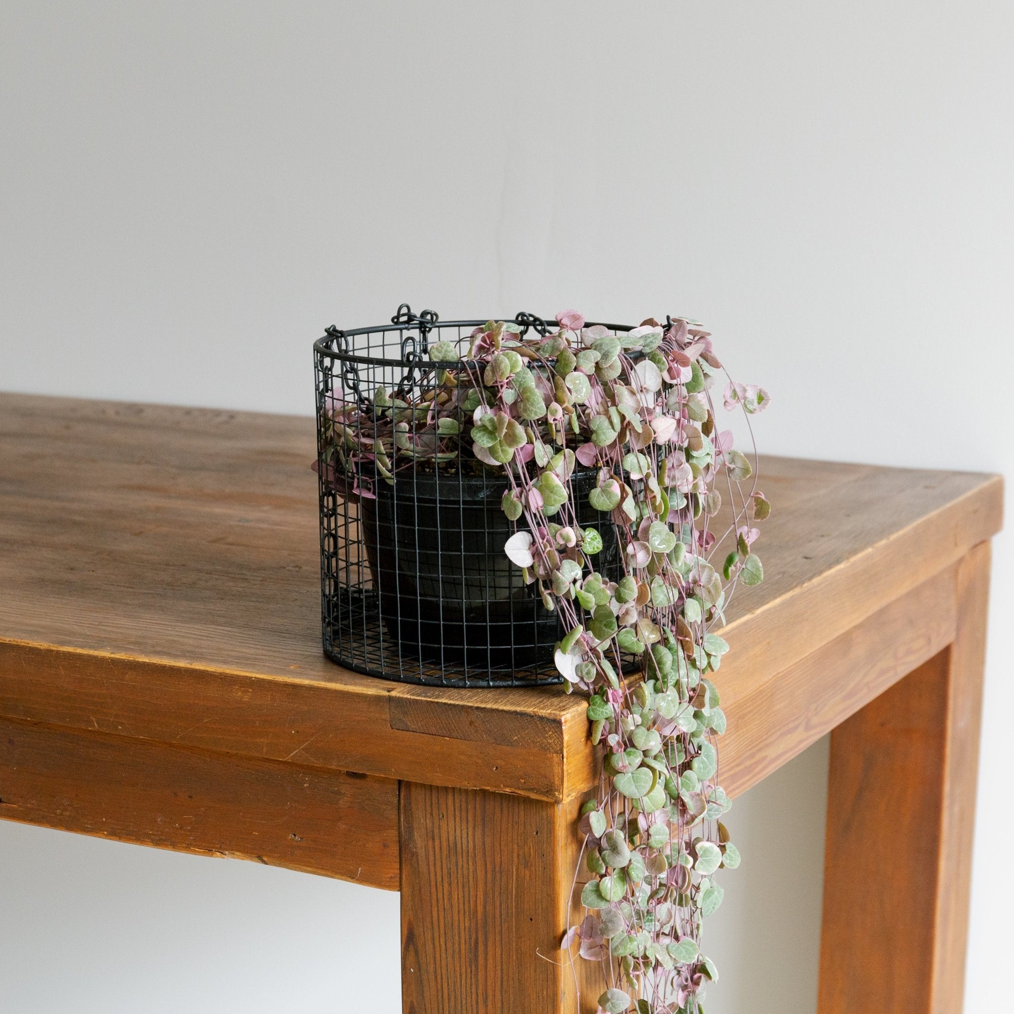 ハートカズラ レディハート 6号ならFlower&Plants tette │「手から手