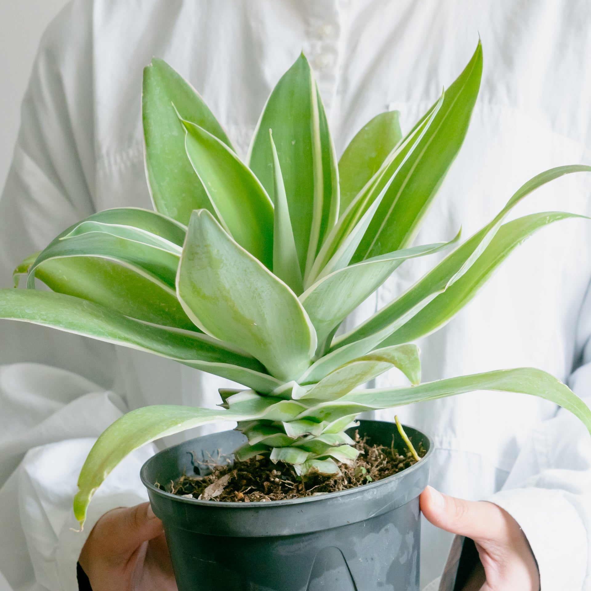 アガベ アテナータならFlower&Plants tette │「手から手へ、想いを