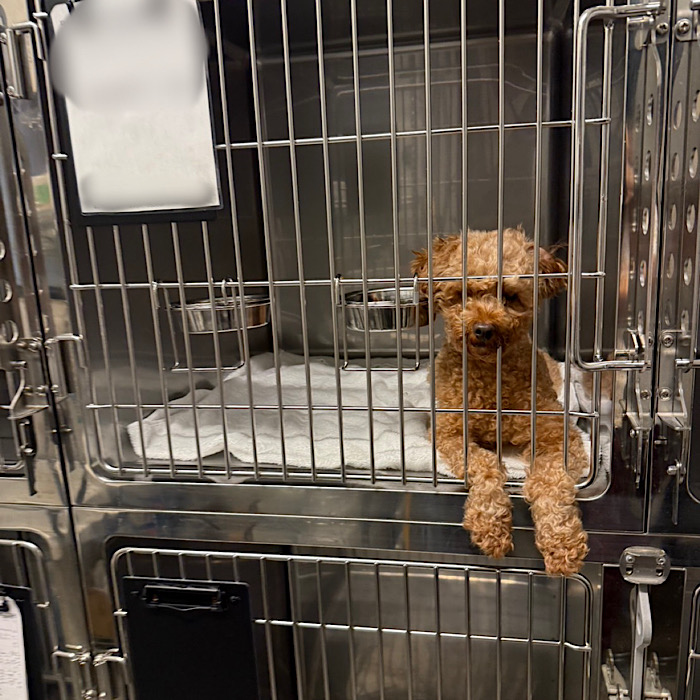 トイプードルの女の子を受け入れました | どうぶつシェルター ティア