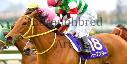 ハープスター2014桜花賞優勝記念プレミアム写真集 | サラブレッドアート