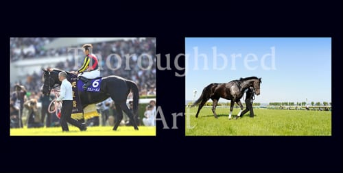 フェノーメノ第147回、149回天皇賞(春)優勝記念プレミアム写真集