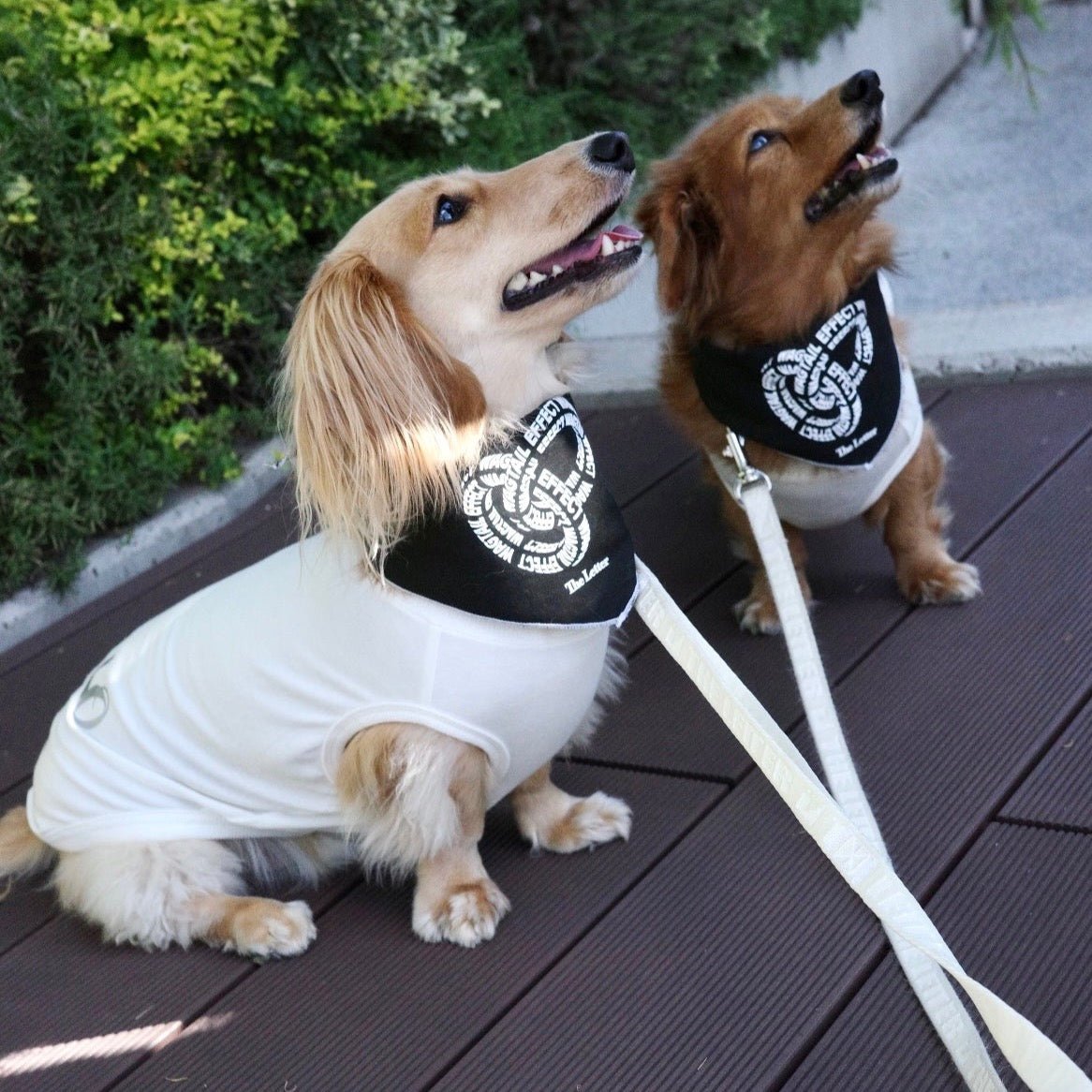 保護活動支援“WAGTAIL EFFECT”ペットバンダナ（ブラック）