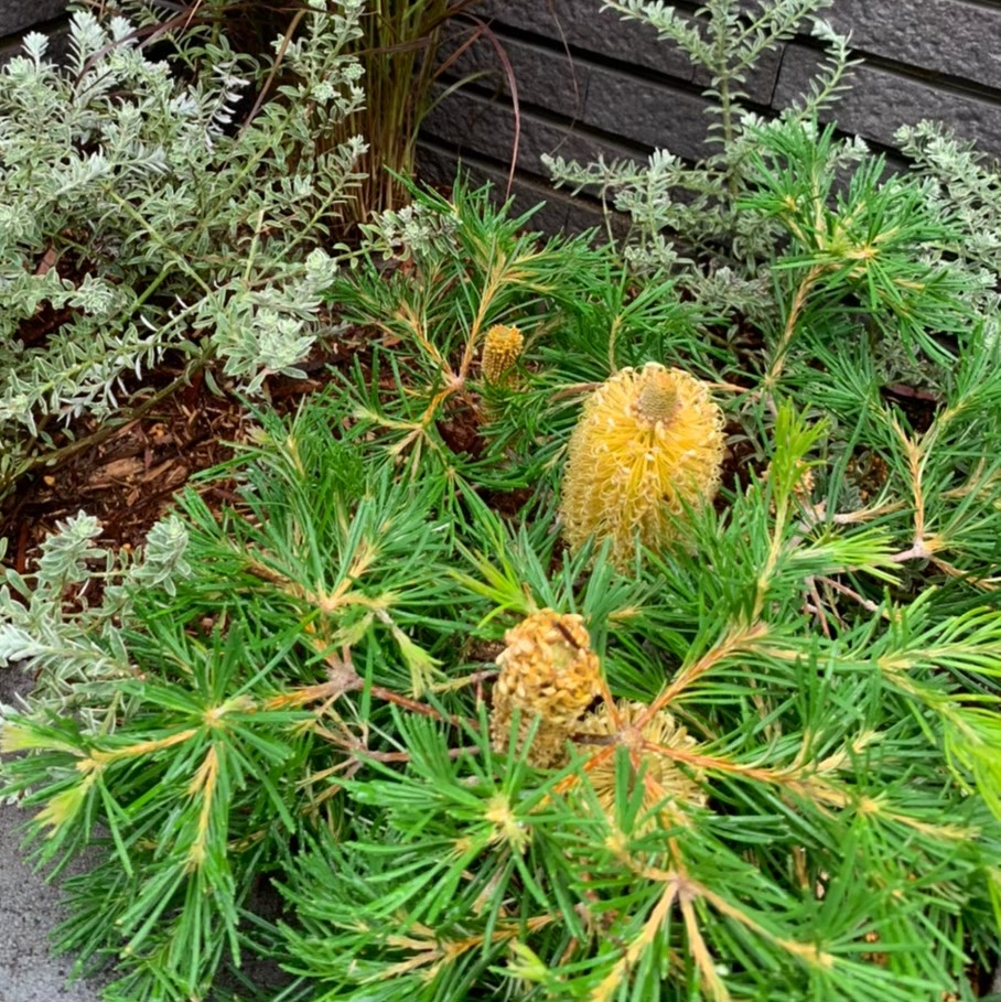 バンクシア コースト/Banksia integrifolia - the ROOTs design studio