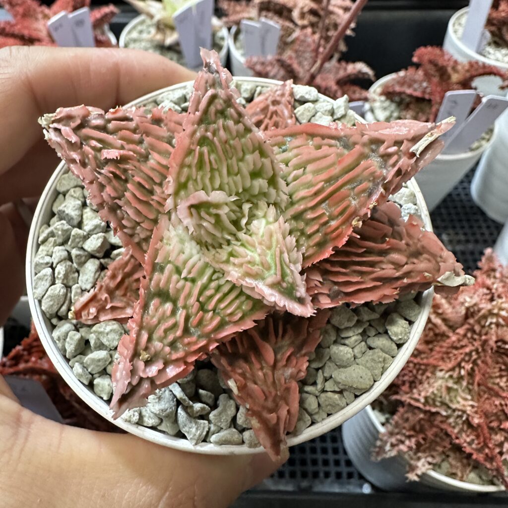 アロエ ハイブリッド 品種一覧│THE CORE webサイト