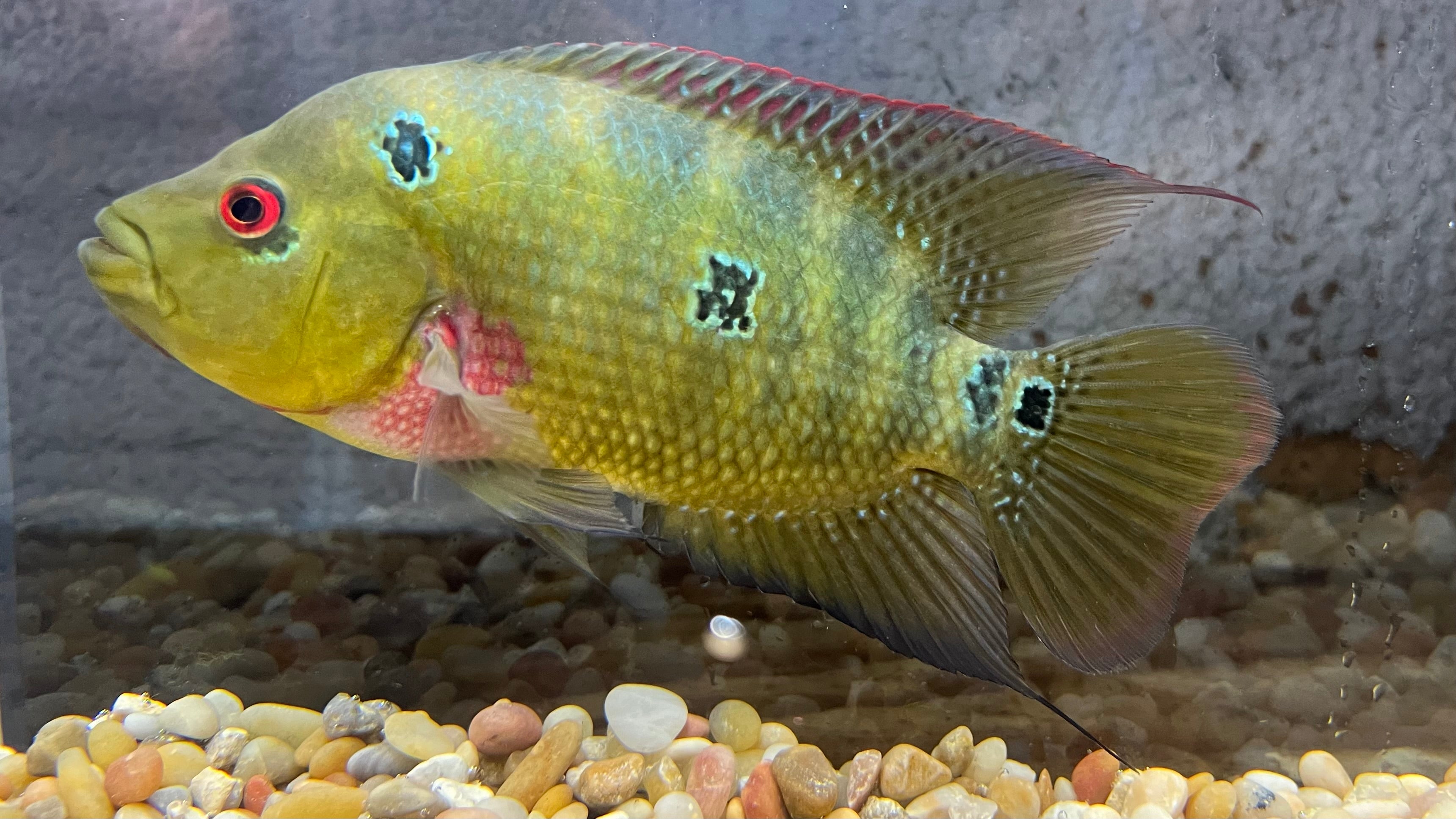 Three_Spot_Cichlid_Adult.jpg?v